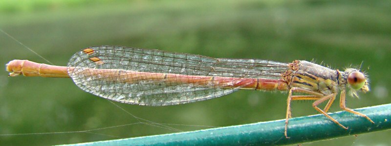 agrion delicat (ceriagrion tenellum)