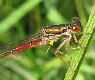 agrion delicat (ceriagrion tenellum)