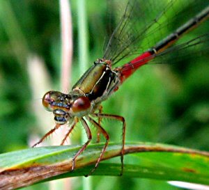 agrion delicat (ceriagrion tenellum)