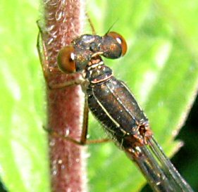 agrion delicat (ceriagrion tenellum)