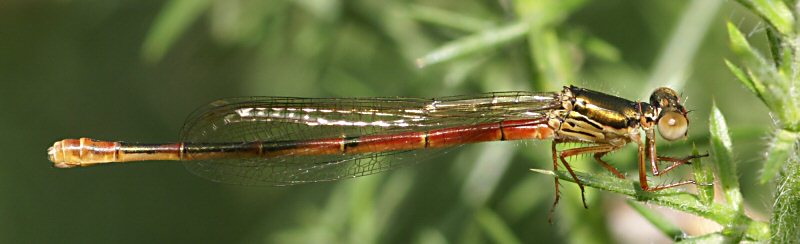 agrion delicat (ceriagrion tenellum)