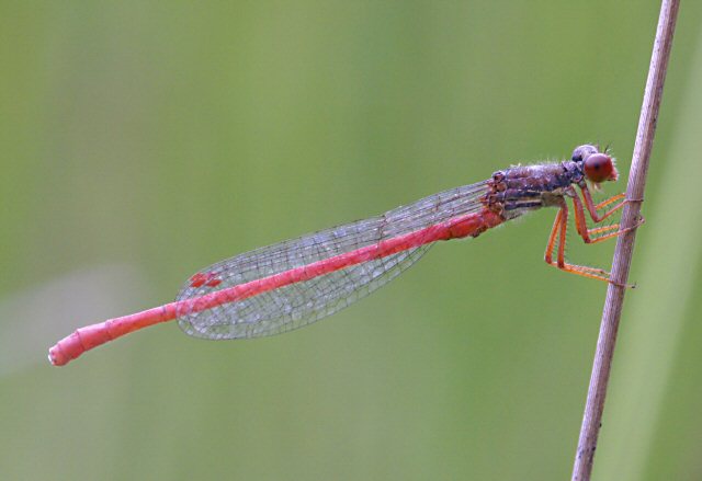 except chez les lestes, ailes souvent jointes au repos (ici agrion dlicat)