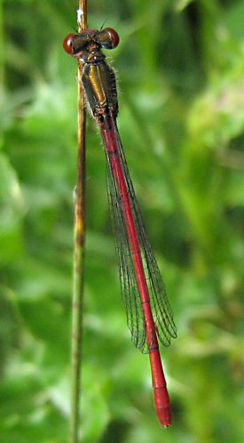 agrion delicat (ceriagrion tenellum)