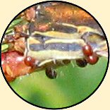 parasites sur agrion délicat (ceriagrion tenellum)