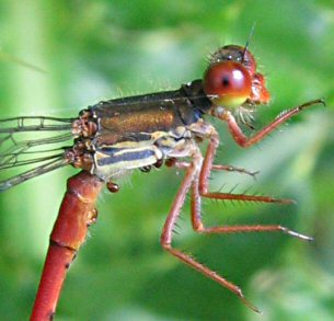 agrion delicat (ceriagrion tenellum)