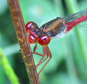 agrion dlicat (ceriagrion tenellum)