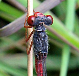 Coenagrionidae: dessus tte sans marques colores (ici agrion dlicat)