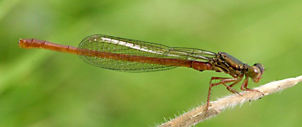 agrion delicat (ceriagrion tenellum)