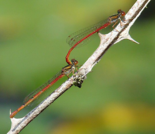 agrion delicat(ceriagrion tenellum)