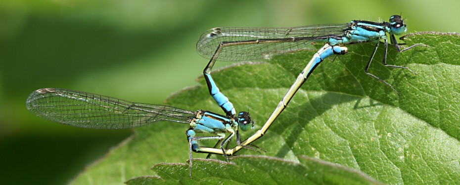 agrion lgant : accouplement (femelle andromorphe)