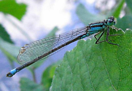 agrion lgant femelle (andromorphe)