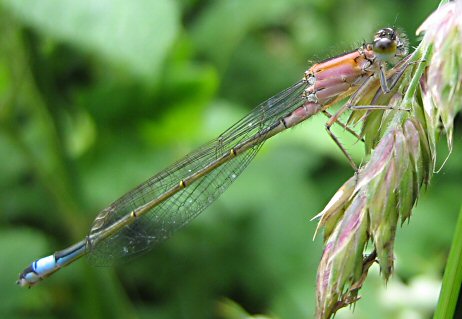 agrion lgant femelle (sans bande humrale) immature