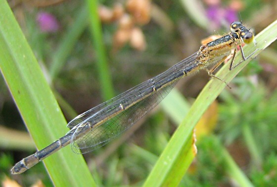 agrion lgant femelle