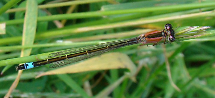 agrion lgant femelle