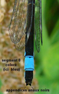 agrion lgant femelle: extrmit abdominale