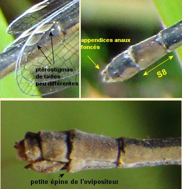 agrion lgant femelle : dtails