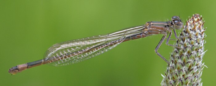 agrion lgant femelle proche mergence