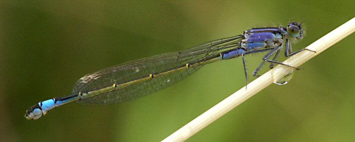 agrion lgant femelle immature