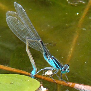 agrion lgant femelle : ponte