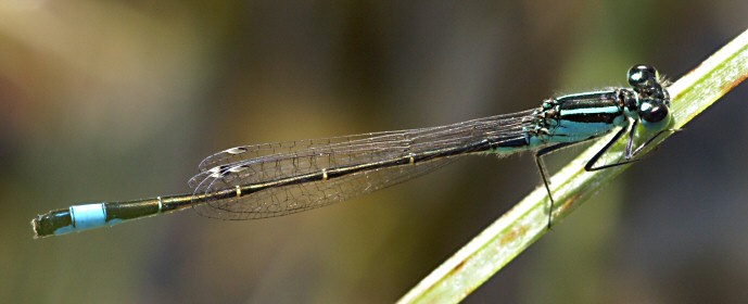 agrion lgant mle