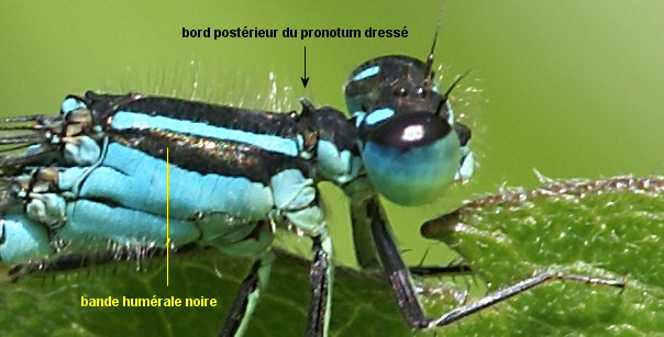 agrion lgant mle : tte et thorax