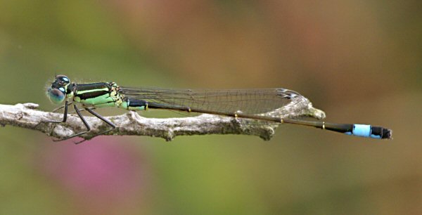 agrion lgant mle immature