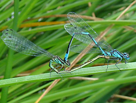 agrion joli accouplement