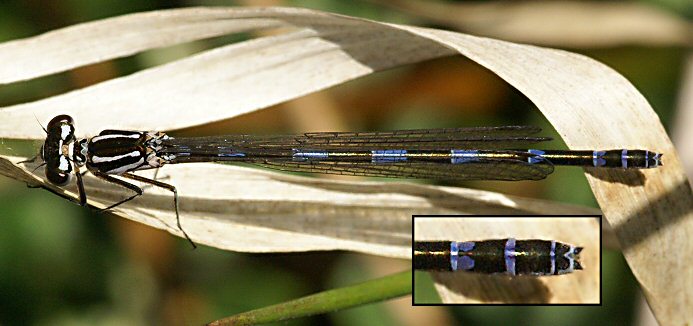 agrion joli femelle agrion joli femelle