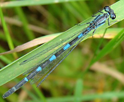 agrion joli femelle