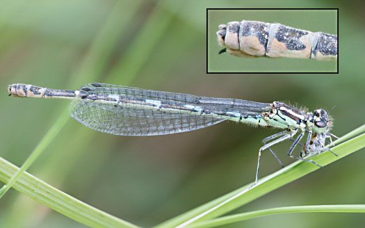 agrion joli femelle