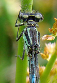 agrion joli femelle