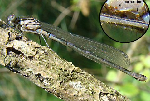 agrion joli femelle immature