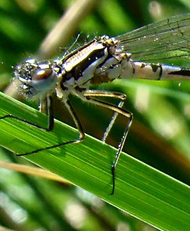 agrion joli femelle immature