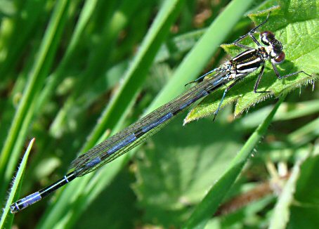 agrion joli mle immature