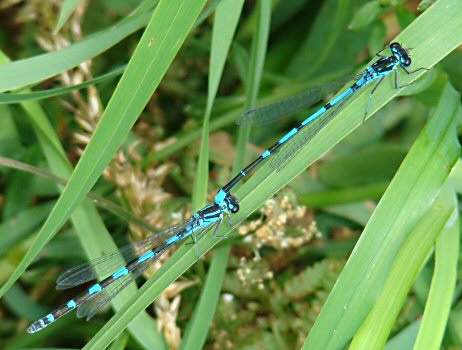 agrion joli tandem