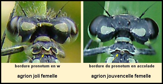 comparaison pronotum comparaison pronotum
