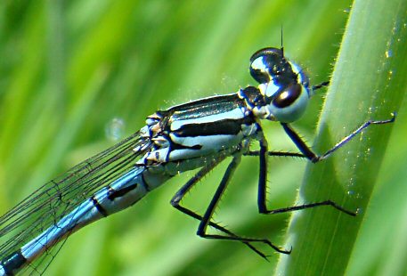 agrion jouvencelle mle immature