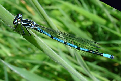 agrion jouvencelle mle immature