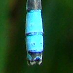 agrion jouvencelle mle extrmit abdomen