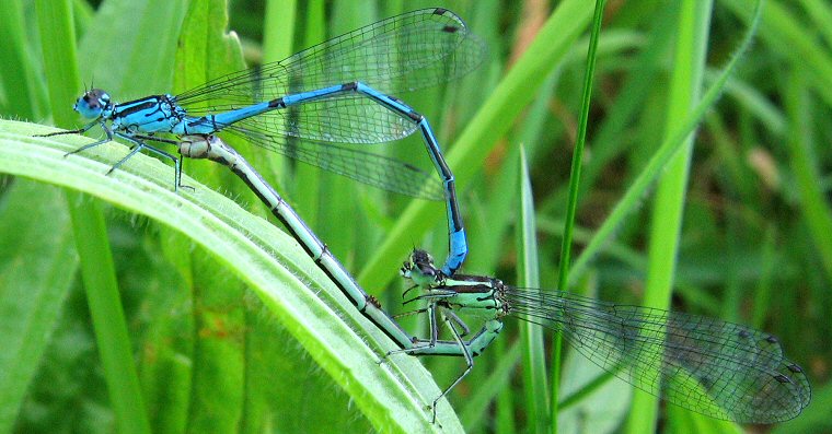 agrion jouvencelle accouplement