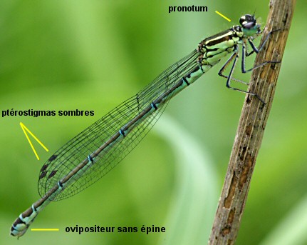 agrion jouvencelle femelle forme verte