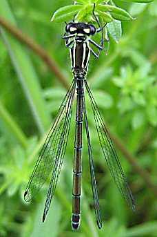 agrion jouvencelle femelle