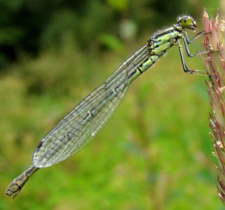 agrion jouvencelle femelle forme verte