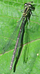 agrion jouvencelle femelle forme verte