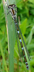 agrion jouvencelle femelle forme bleue