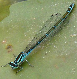 agrion jouvencelle femelle forme bleue