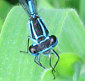 agrion jouvencelle mle