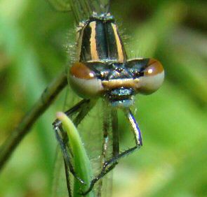 agrion jouvencelle mle immature