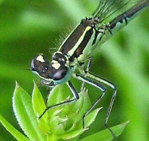 agrion jouvencelle femelle