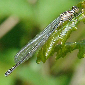 agrion jouvencelle femelle immature